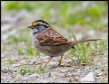 _3SB9378 white-throated sparrow